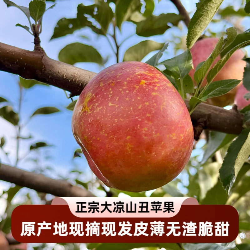 正宗大凉山【盐源高海拔丑苹果】冰糖心脆甜多汁/现摘新鲜水果/孕妇