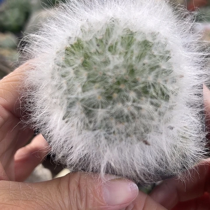 仙人球开花仙人球上