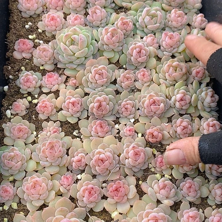 283 多肉植物盆栽花卉植物
