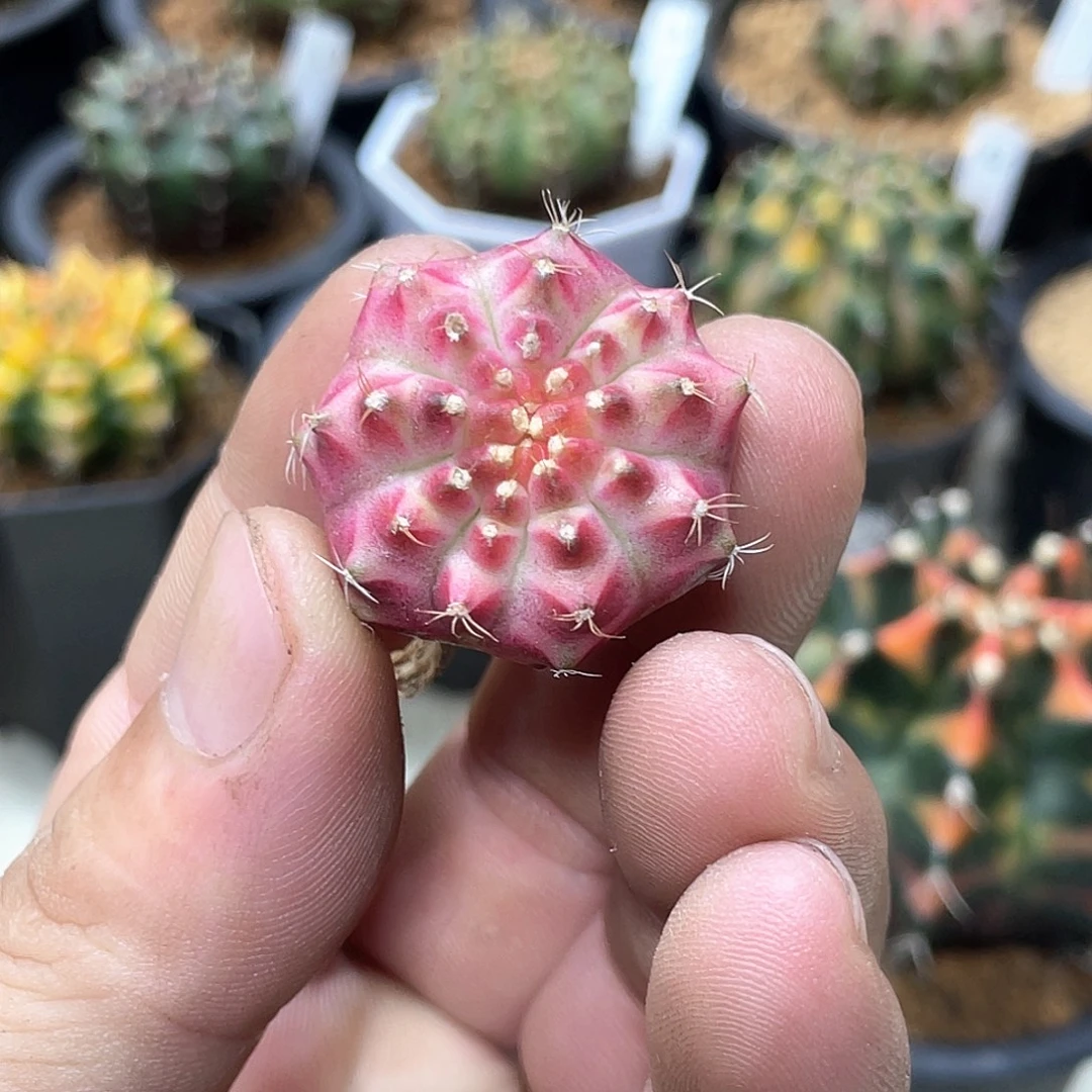 老***花无花朵泰系实生根，皇氏梦想轮回