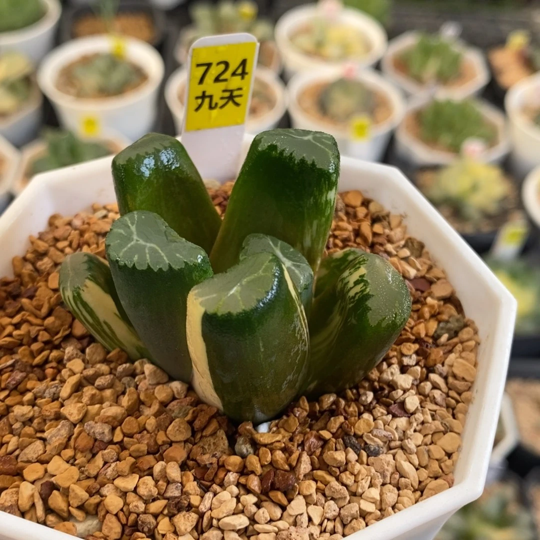 724号霸王万象锦带盆