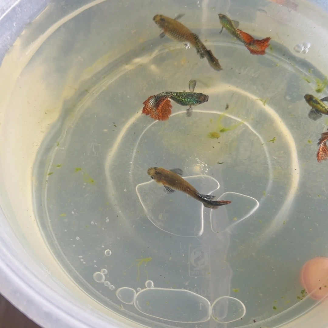 孔雀鱼精品孔雀6条