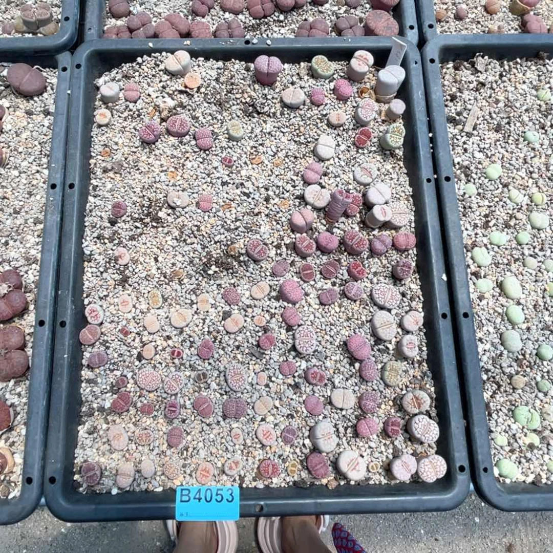 ****i4053筐福利不退不换不售后