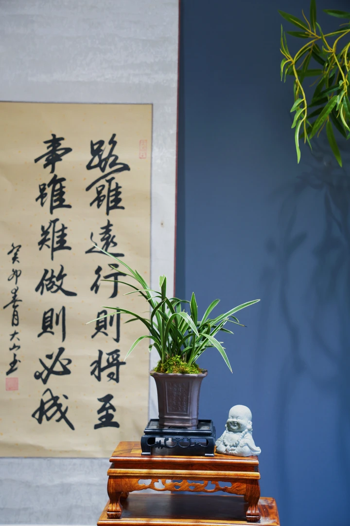 春兰[雪山天草]带紫砂盆种好适合新手好养易活