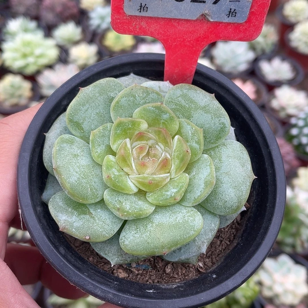 小***妹1029号多肉植物盆栽