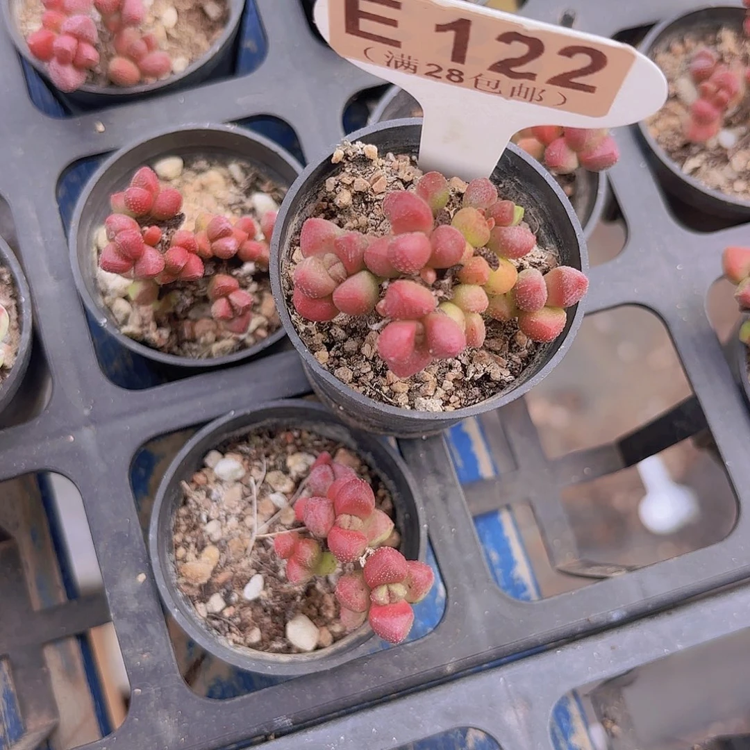 E122紫光一物一拍