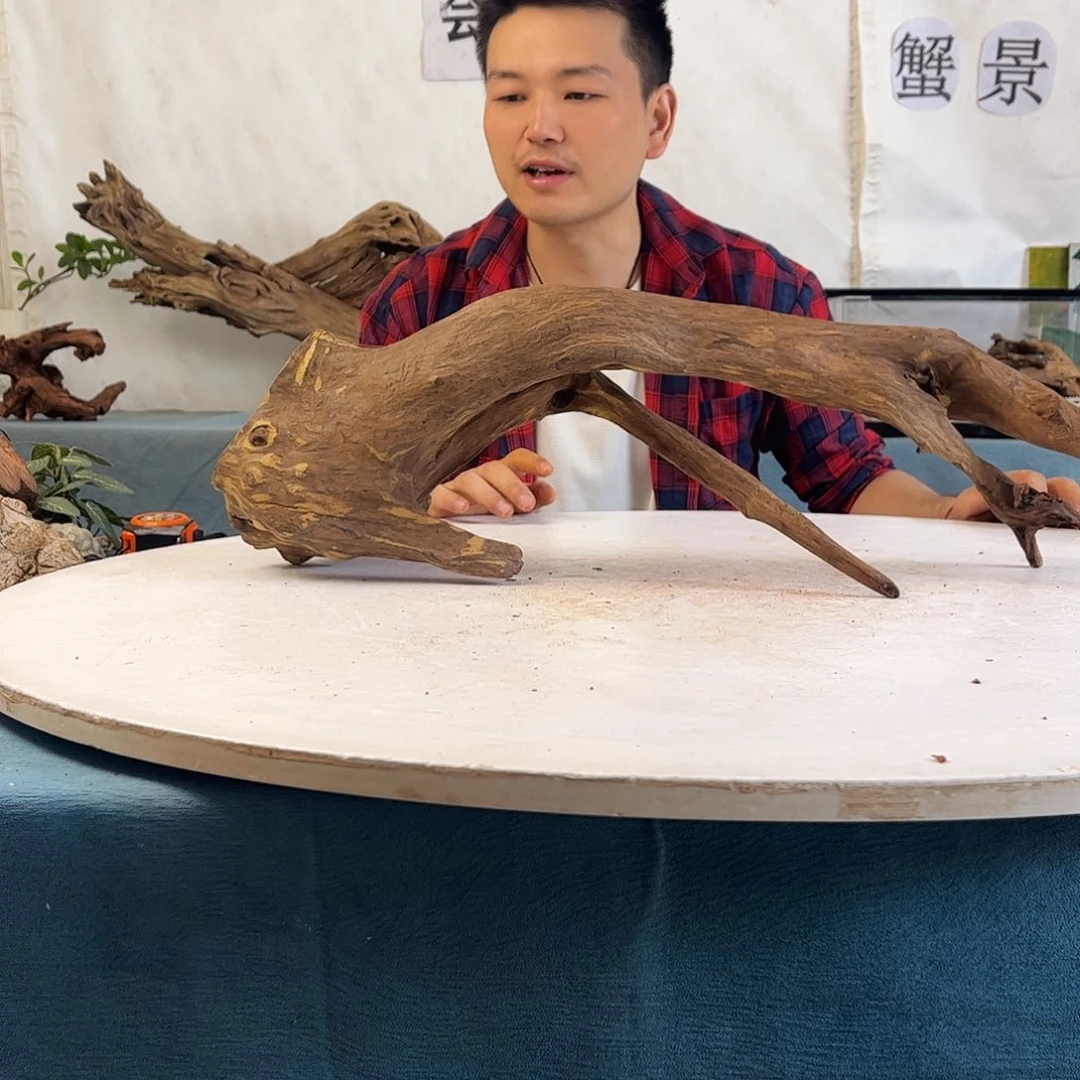 沉木造景爬宠造景