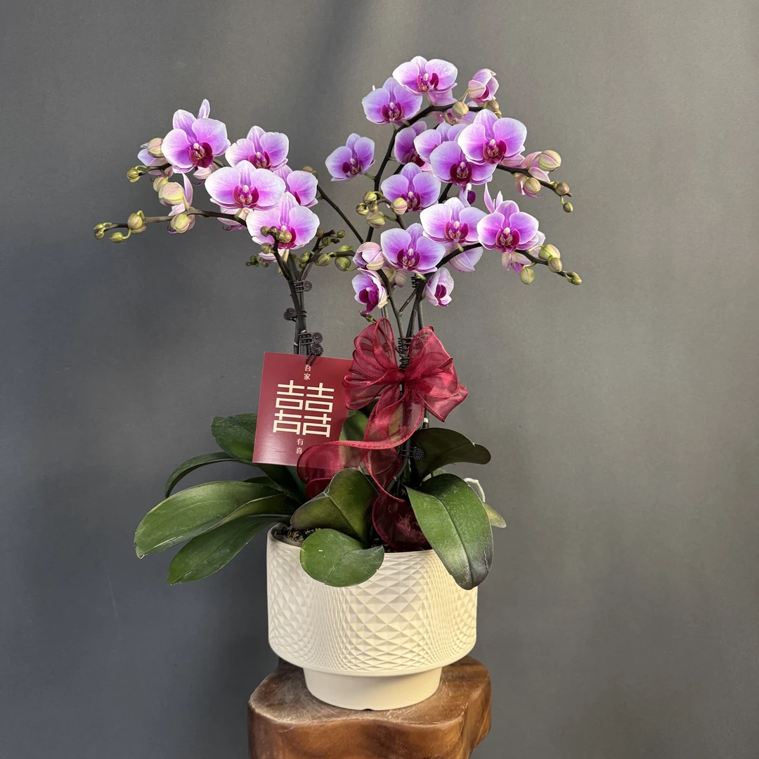 【绝代双骄】欧品 粉紫色花量大花苞多爆花中型蝴蝶兰室内花卉