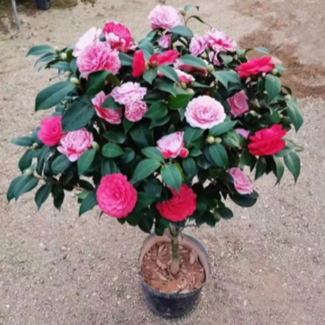 多色茶花室内室外盆栽地栽绿色植物好养易活