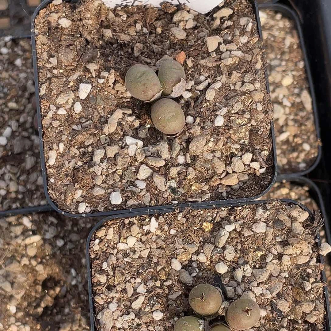 ?****?18-80肉锥多肉植物