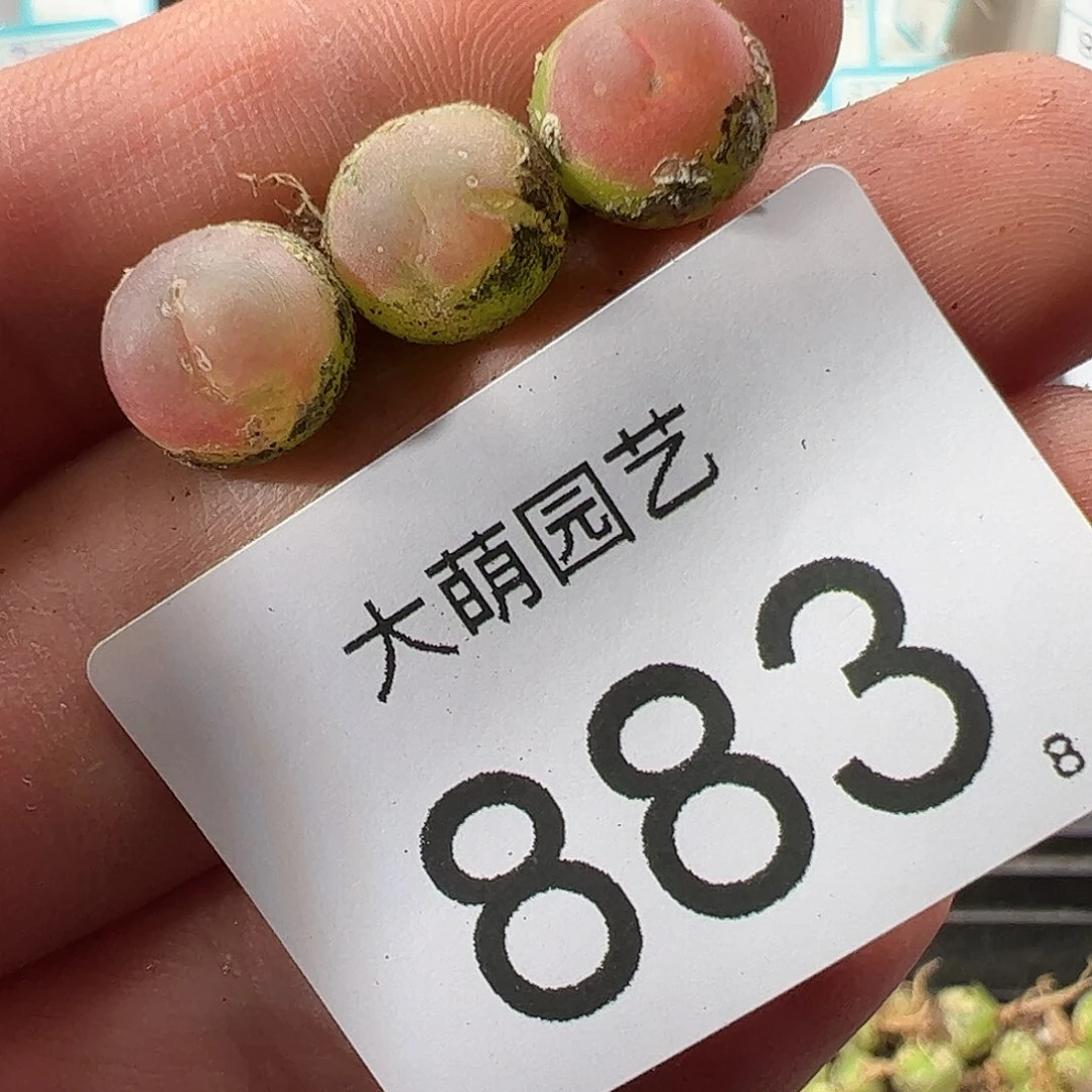 0000883 一物一拍……