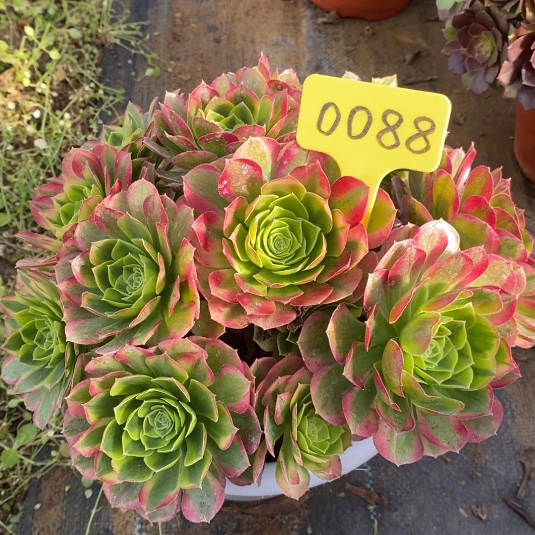 0088奶白一物一拍