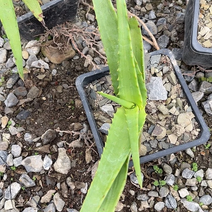 范巴伦34689099000999