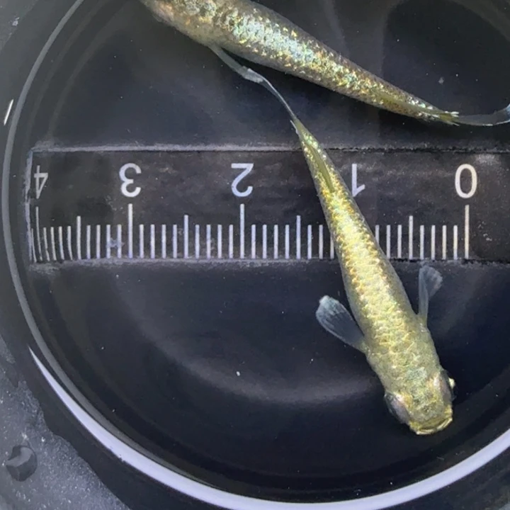 青鳉鱼加百列15号