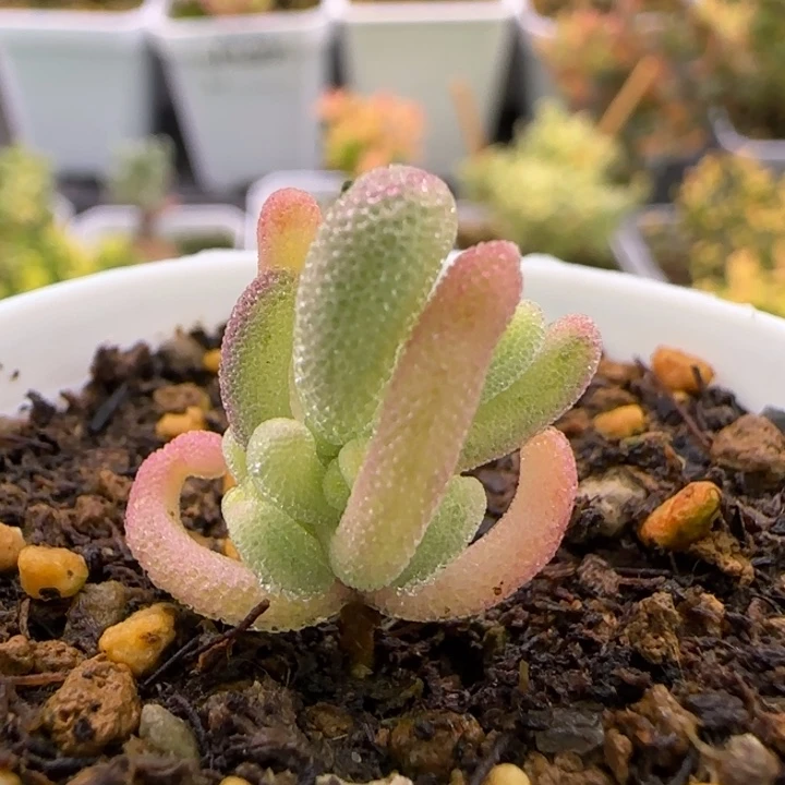 173-紫闪光植物枝干