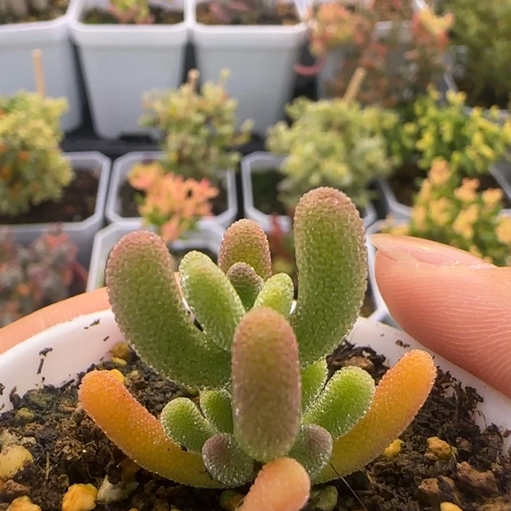 973-钻石黄化锦植物枝干