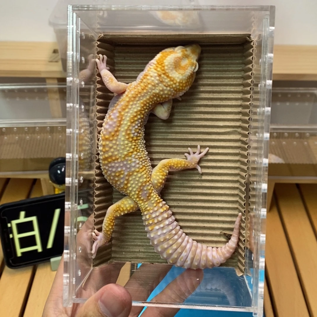 豹纹守宫精品豹纹守宫