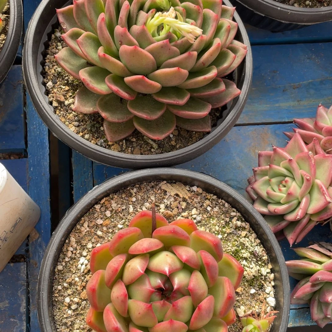 蓝***姐无花朵若如东云单拍E415