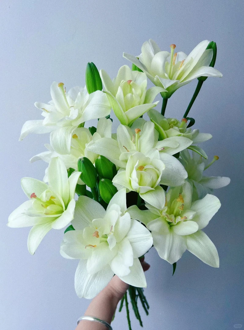 【源头优选】亚百合丽城云南直发鲜花家居水养插花鲜切花