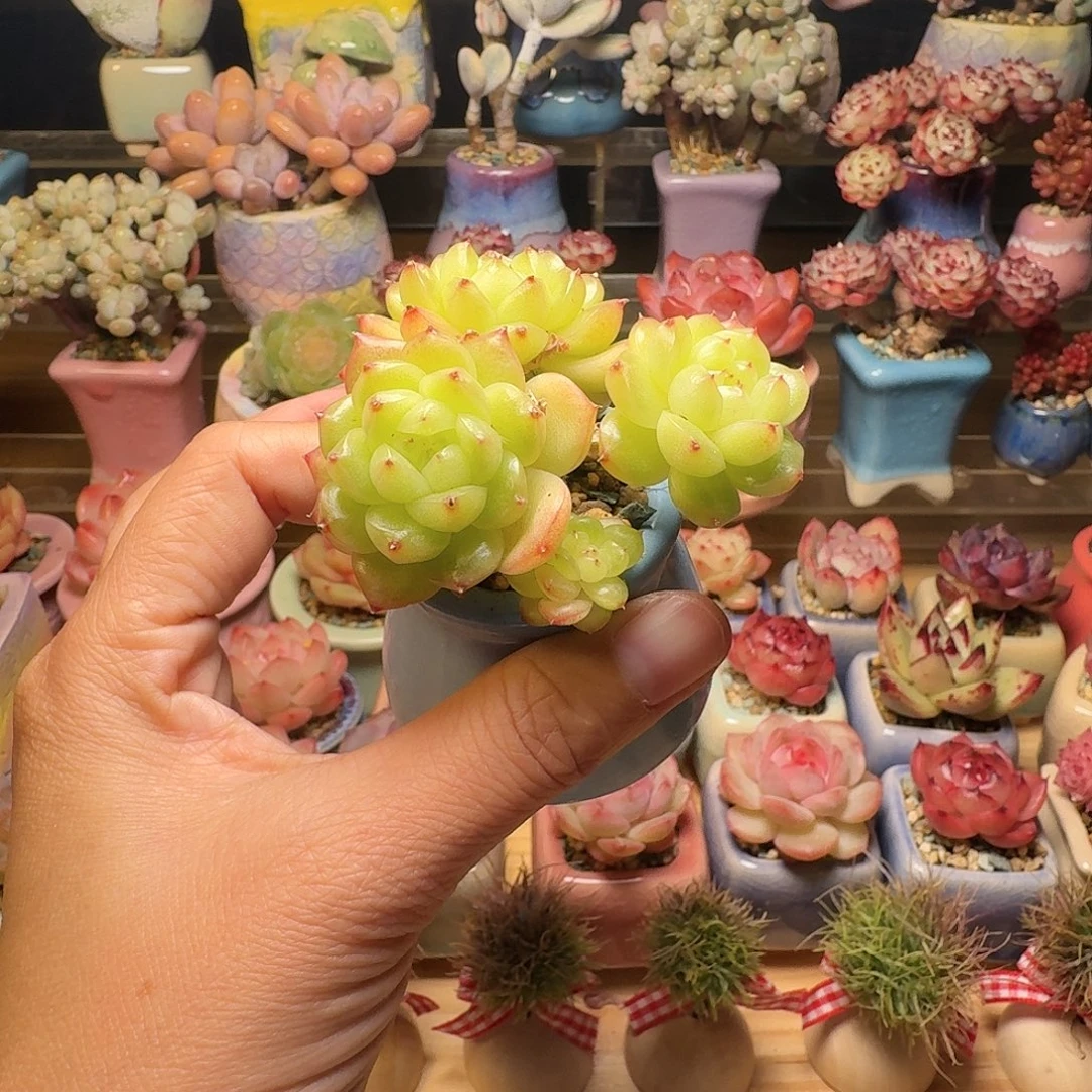 灯泡珍妮 多肉含盆土 一物一拍