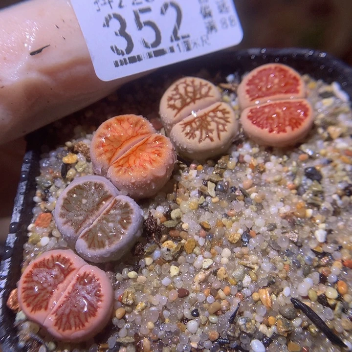 精品生石花220.352