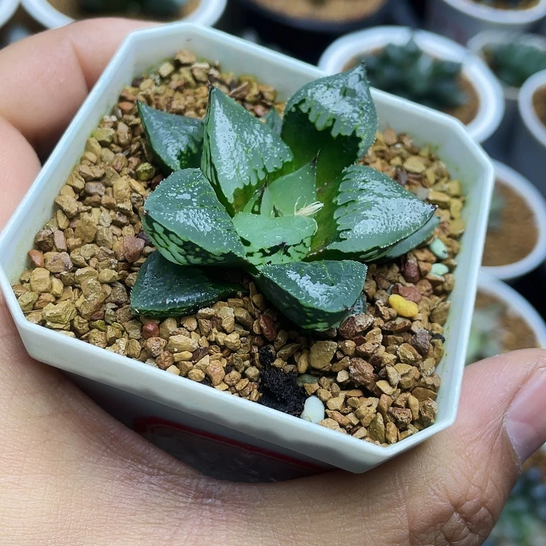 裹实生寿十二卷多肉