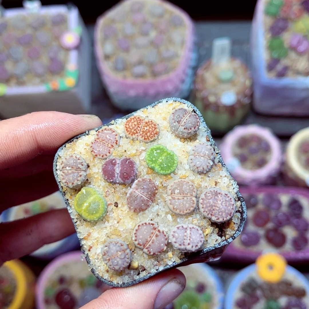 317生石花带盆发1