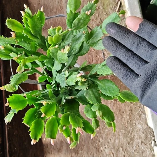 036嫁接零度之上包邮297
