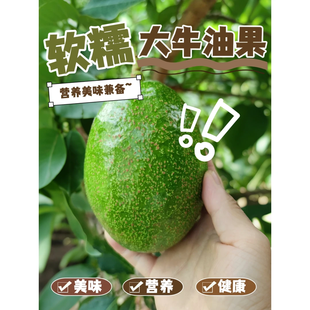 【阳光花城攀枝花牛油果】5-7枚450-550g细腻顺滑坏果包赔