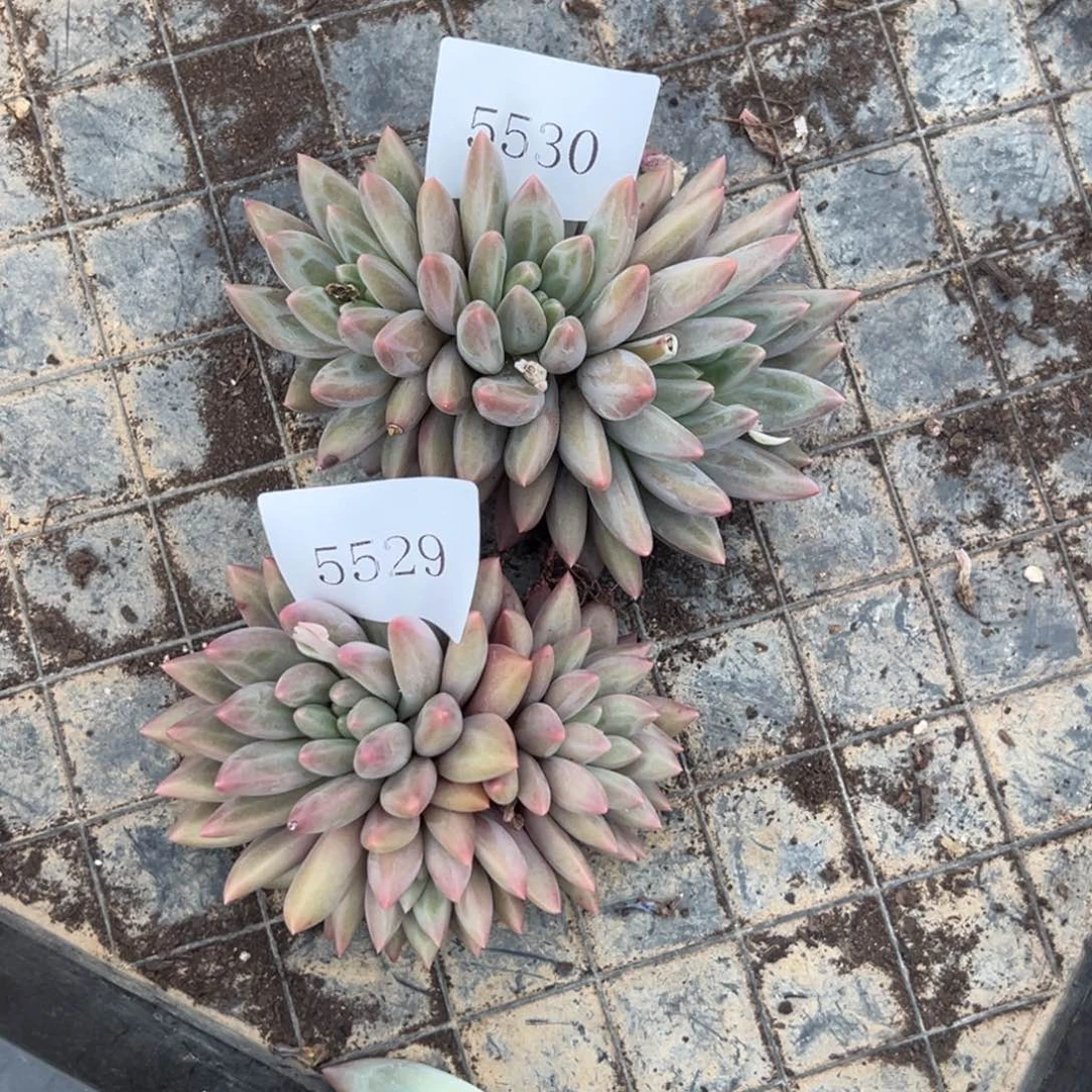 呆***?5529，5530多肉多多多多多