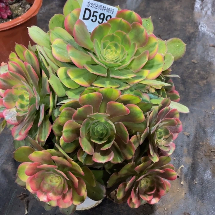 小***.599雅典娜1111111多肉