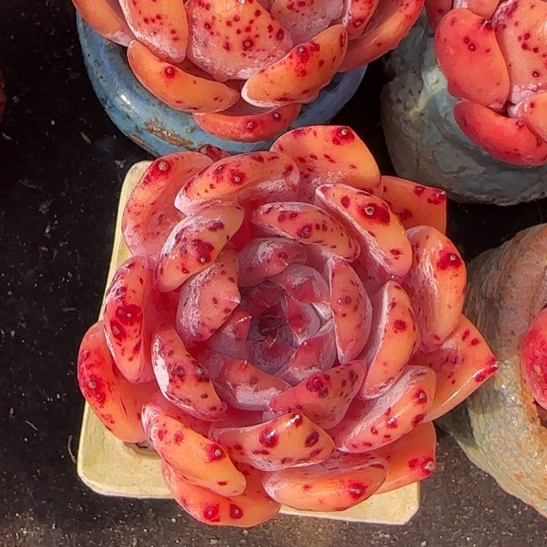 奶盖25一颗满38包邮