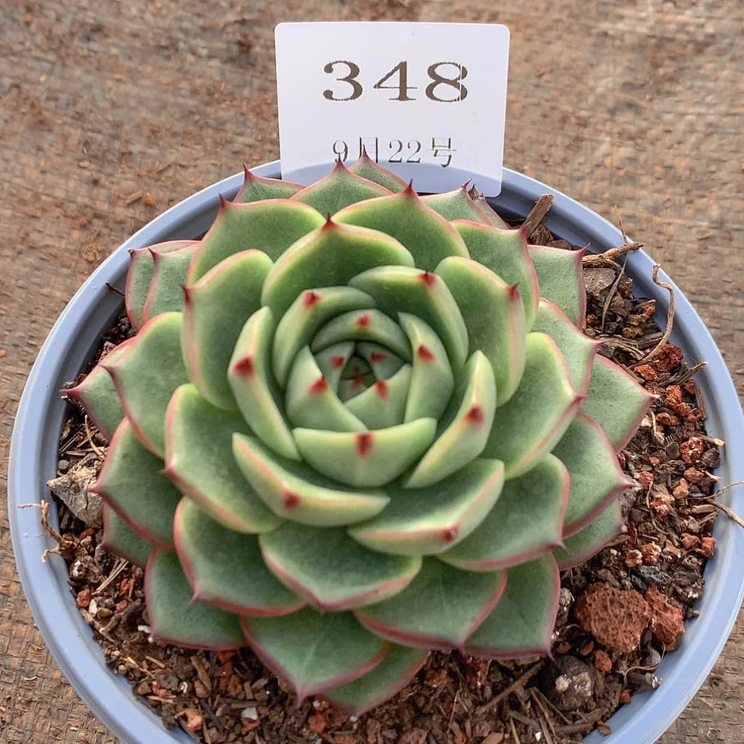 【闪购商品】云348号