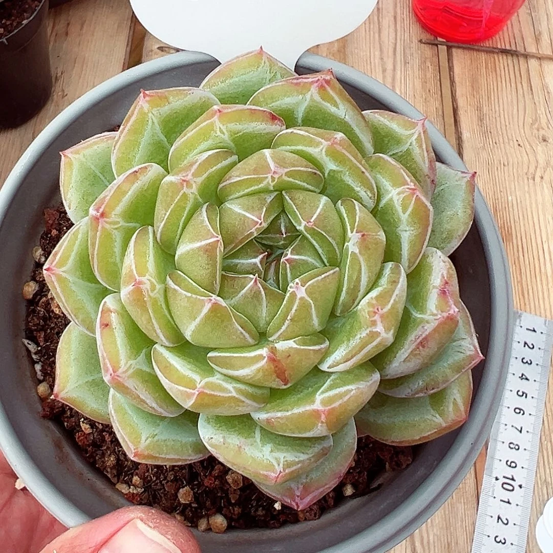 0924-36雪花珍妮。