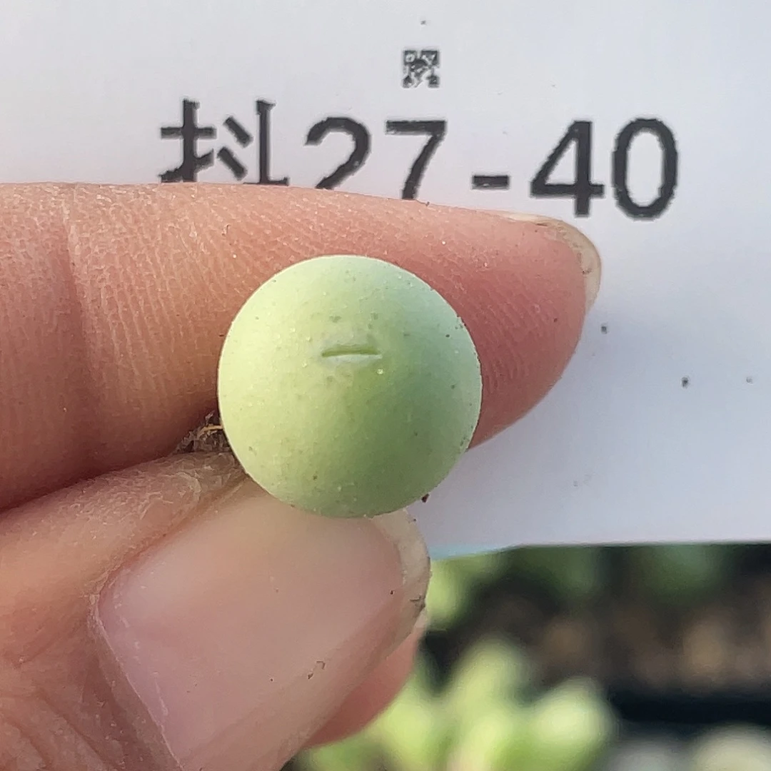 27-40鸭嘴兽苗多肉植物