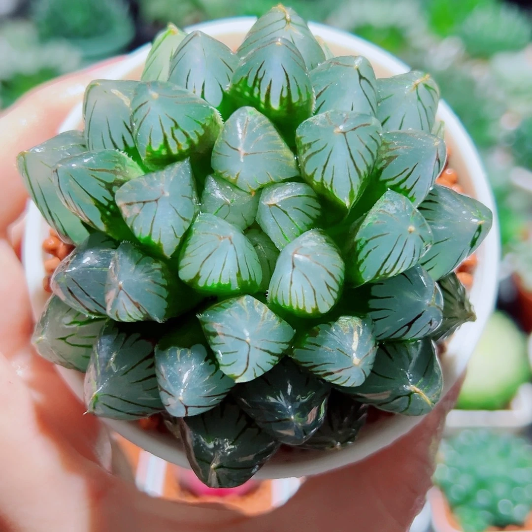 龙爪黑肌玉露多肉