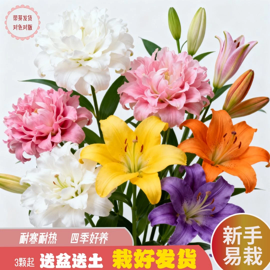 进口百合OT重瓣种球浓香型多色花卉鲜花盆栽懒人耐造多年生简单