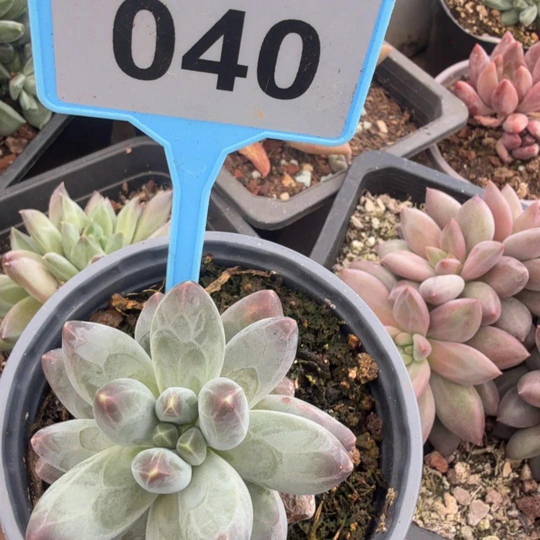 多肉植物一物一拍040