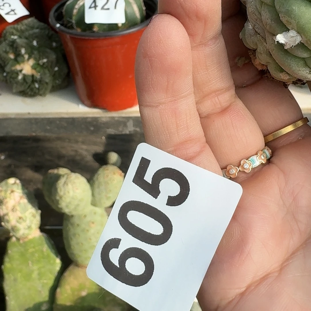 全部花朵精品大尤605