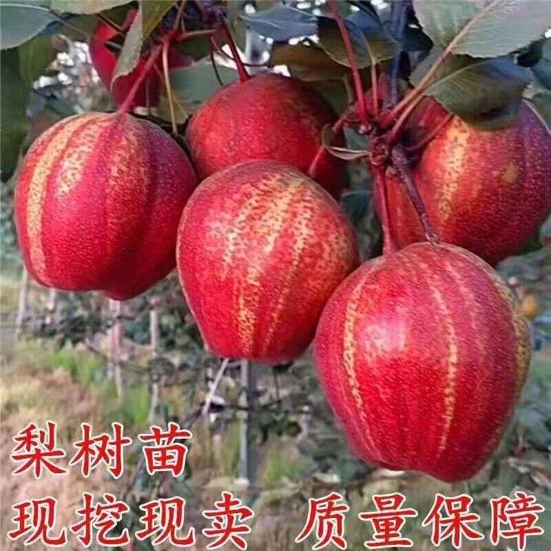 早酥红梨树嫁接苗彩虹梨树盆栽南北方种地栽秋月梨树果苗当年结果