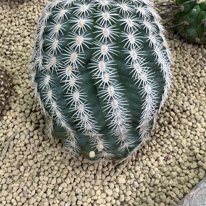 仙人球，御旗虾，有根