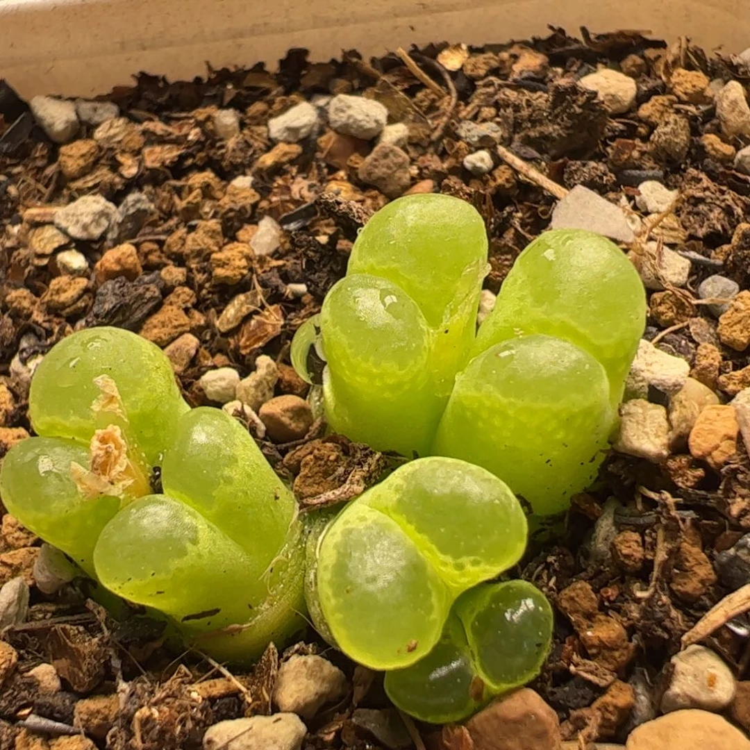 多肉植物百科111