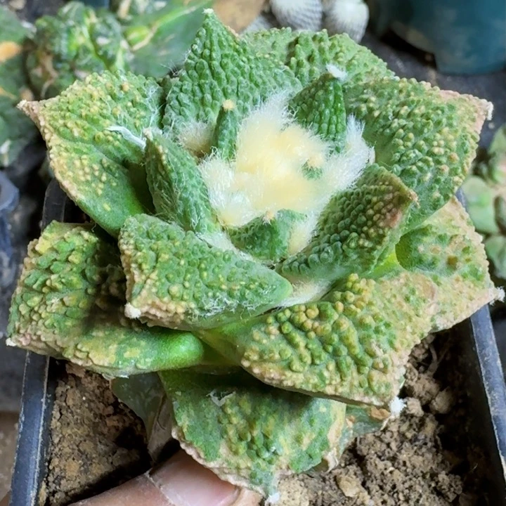 福利苗接牡丹锦131