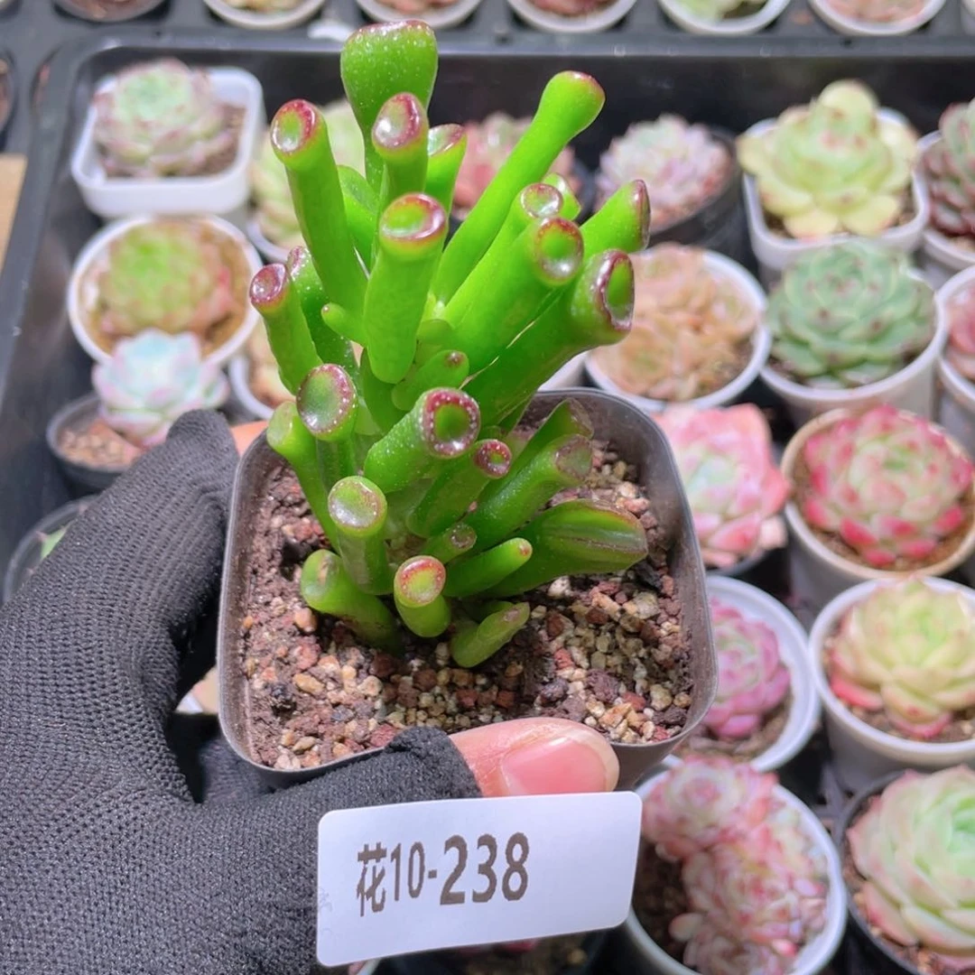 花利美10-238吸财树