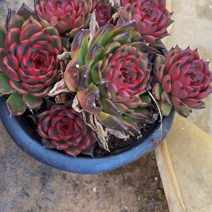 伊***陈丽娟花卉红水晶多头