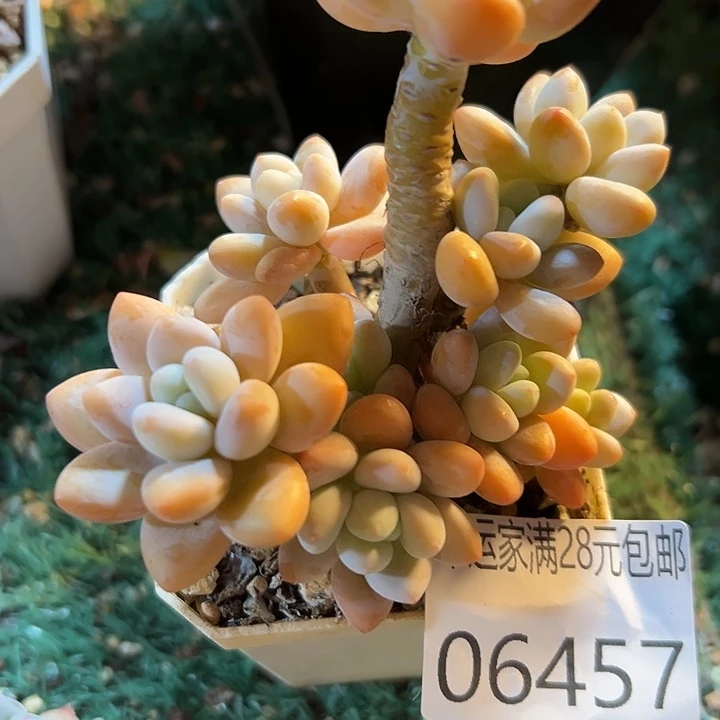 幸运的是我还在努力地幸运