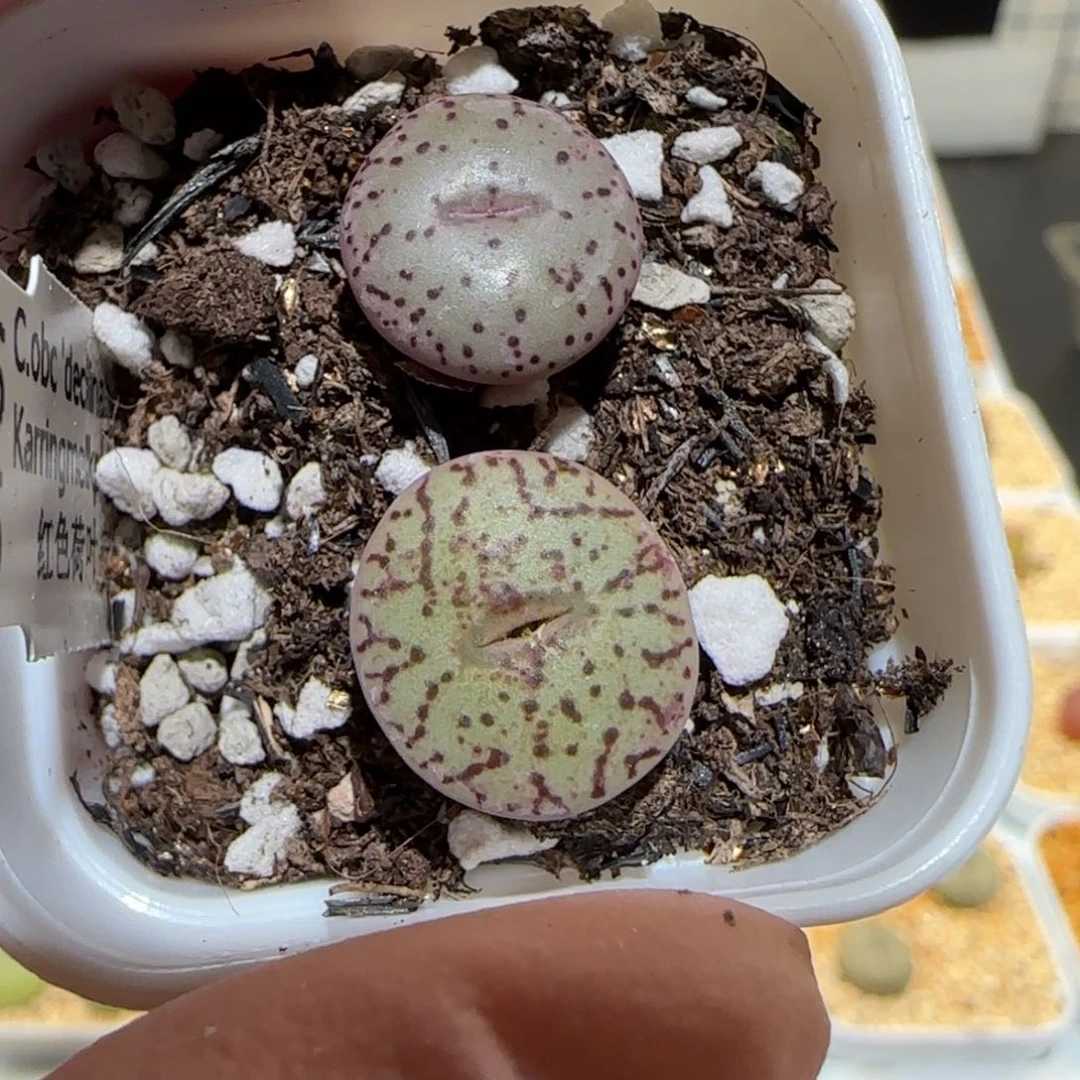 肉锥多肉植物百科-荷叶安贞1539