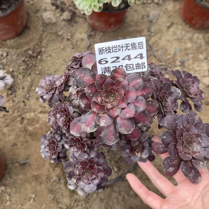 6244二号棚晚霞多肉B