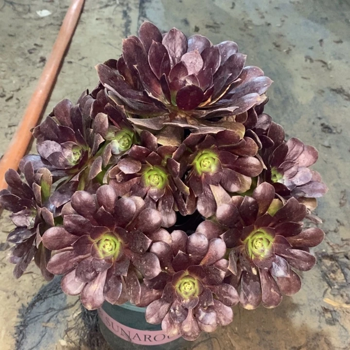 黑骑士多肉植物12