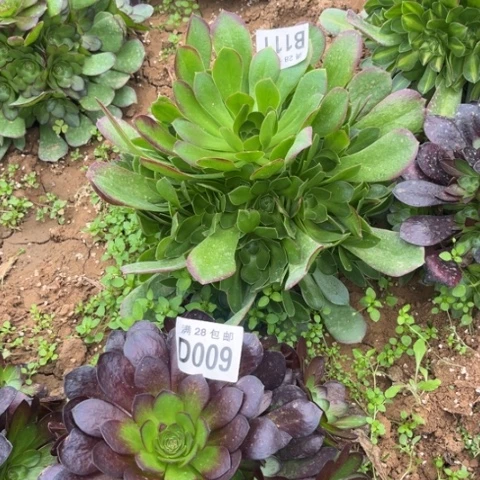 111玫瑰法师不包断枝